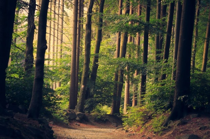Sunlit dirt path winding through a dense green forest